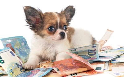 5 Consejos para ahorrar hasta 700 Euros con tus mascotas en casa